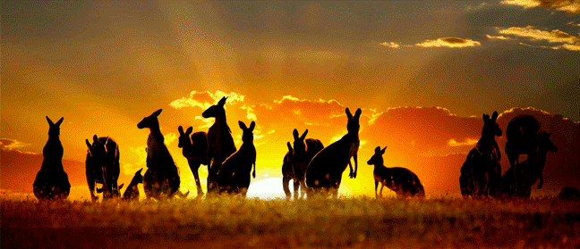 Thrilling Wildlife Holidays in Australia! Booking Through Travel Trolley